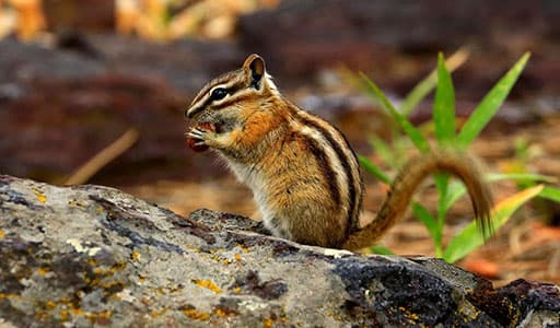 Chipmunk control in Kansas City