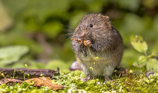 Mouse infestation in Kansas City