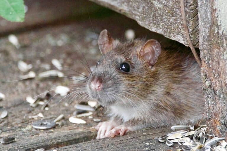 Rat control services in Kansas City