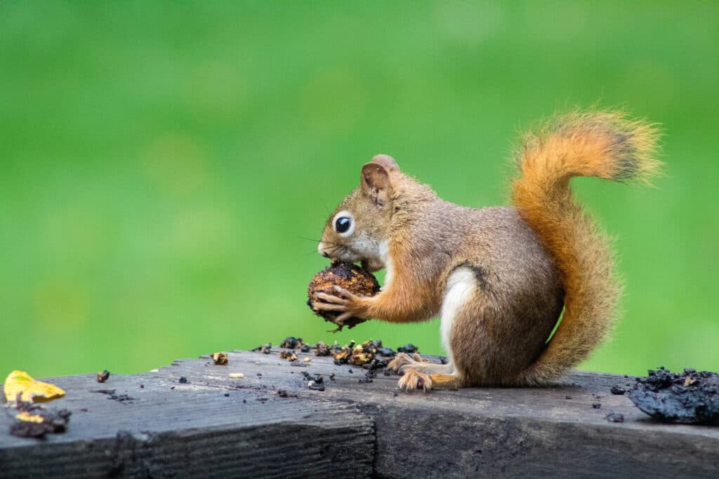 Professional rodent control in Kansas City