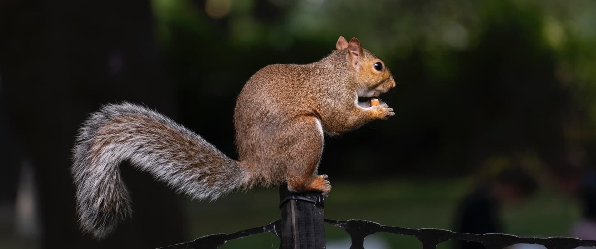 Squirrel removal in Kansas City